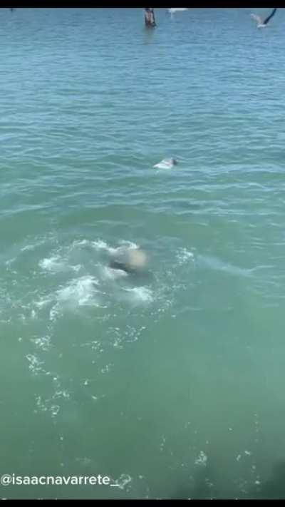 Seagull swoops in on sealion’s food and pays the ultimate price