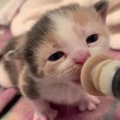 Ear wiggles while sipping