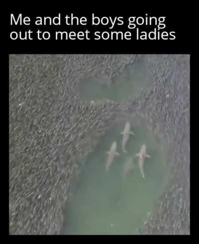 There's plenty of fish in the sea, they said...