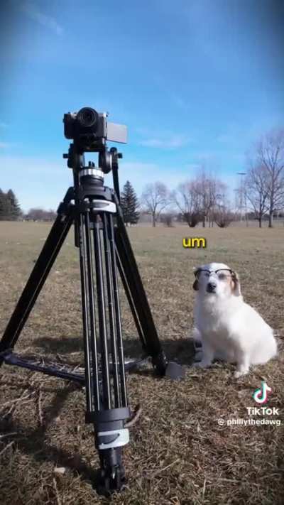 Okay which one of you all did this? This is the Hardknocks we all deserved! The Iggle dog calling out his OC 😂