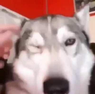 Found the nose button