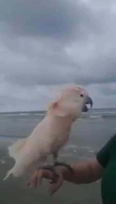 Cockatoo experiences the ocean for the first time.