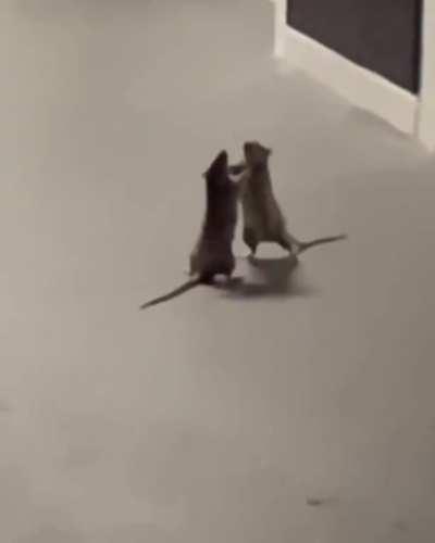 2 Rats have fight as Cat bystander watches