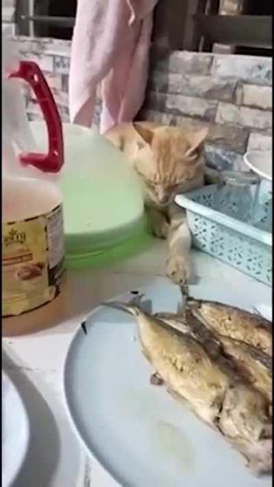 I'm not trying to steal, I'm asleep, see?