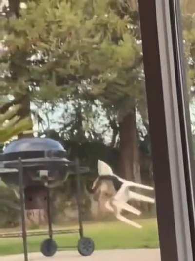 Derpy boy fighting chair.