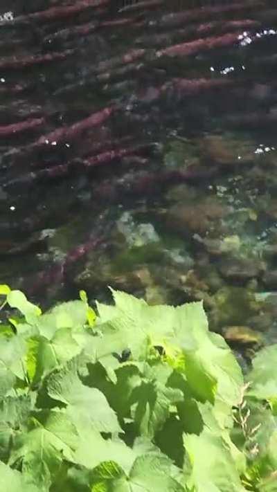 You want to see more fish?