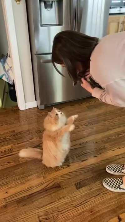 Chonker wants to meet the kitten