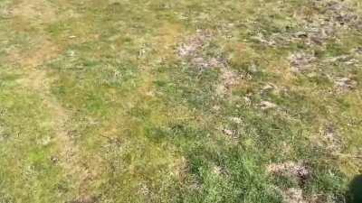 A daily reminder to chikoys.