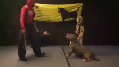 A trained pitbull was given the task of protecting the little boy