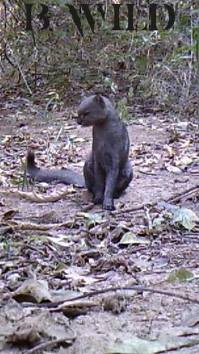 🔥 Rare footage of a Jaguarundi. This vocal, yet elusive feline is native to the Americas and sometimes referred to as the ‘otter-cat’. It has at least 13 distinct calls and is closely related to the Puma