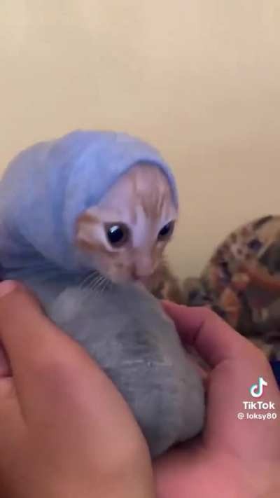 Purrito ahh wunk