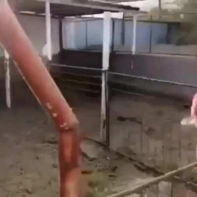 Moo 🐄 vs violin 🎻