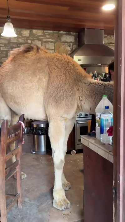 Left the kitchen door open 