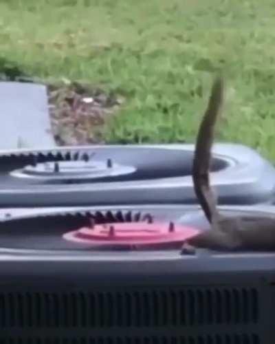 Poop squirrel laying down