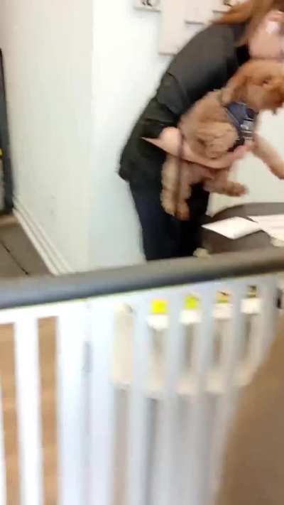 Working dog in cute necktie