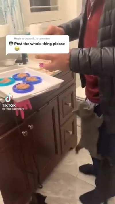 These arsehole kittens(would definitely pet tho).