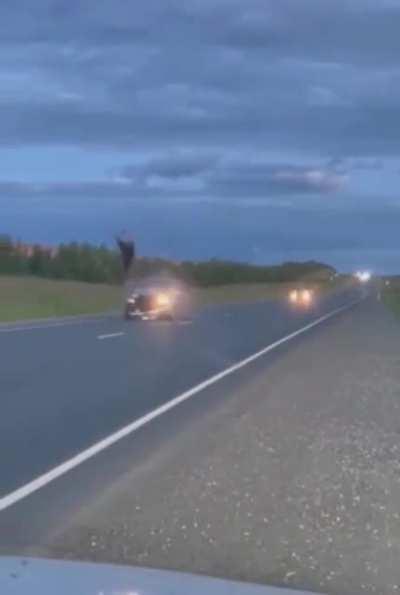 Dear gets smashed by car in Russia again