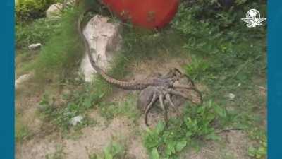 Aguas con el aguijón pica jopo porque ya empieza a salir con las lluvias