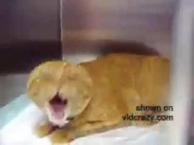 silencer cat silencer cat