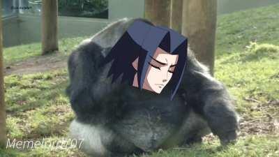 The struggles of Ape Akatsuki