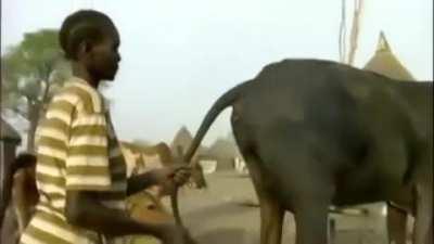 Если что то кушаете, не смотрите он щас корову будет надувать