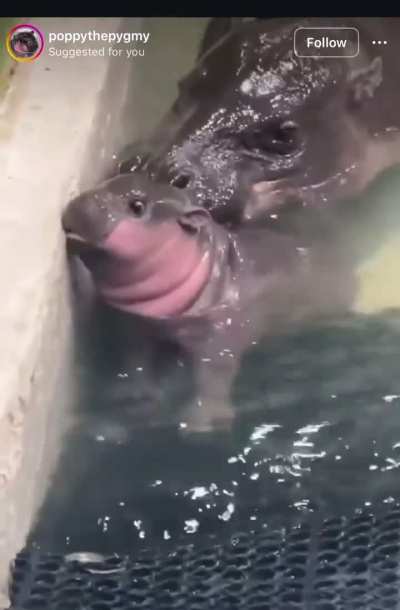 Poppy shows proof that she's related to Moo🤣🤣