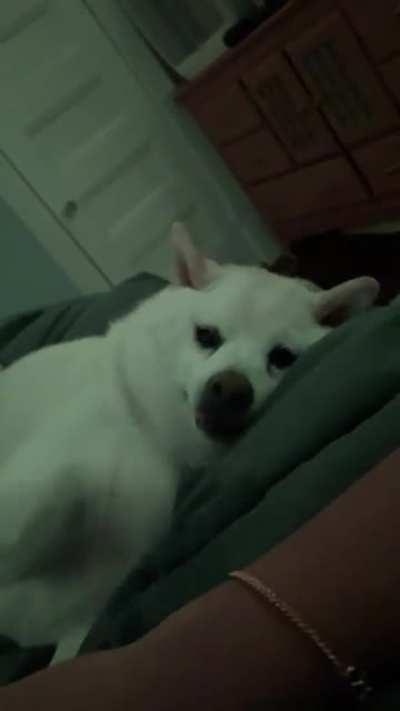 The persistence from this guy…