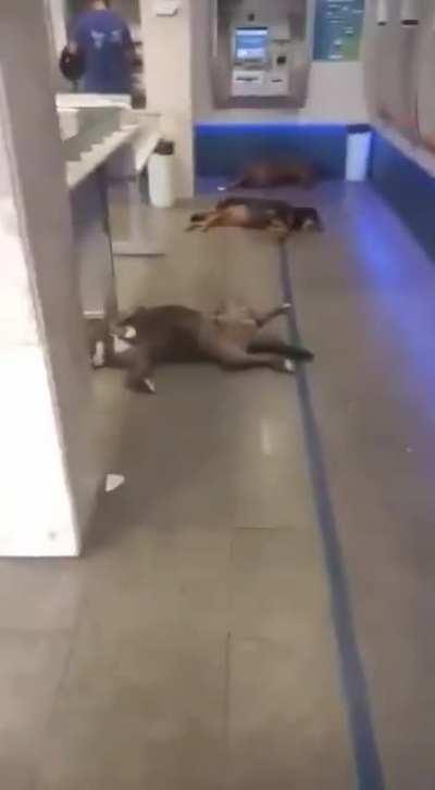 Nothing to see here... Just some doggos enjoying the bank's air conditioning.