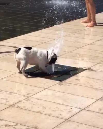 OMG! A Dancing Frenchie..