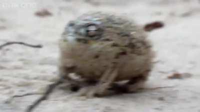 BBC dokumentar med kjent nordmann [OC]