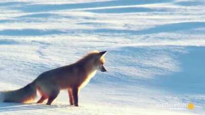 How red foxes hunt for prey under the snow. They use the Earth's magnetic field to estimate the distance to its prey and make a more accurate pounce