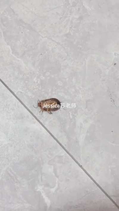 My 3-Step Instruction on Crushing Cockroach: Step, Twist and Drag