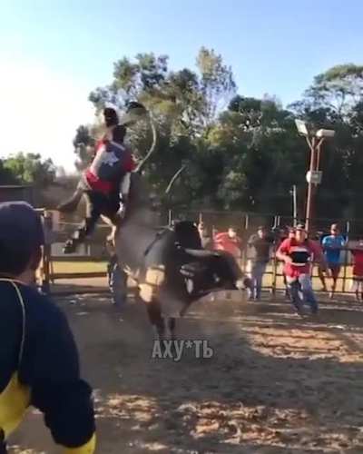 Testing ragdoll on a raging bull