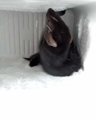 Специалист по размораживанию холодильников