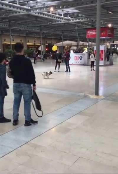 dog has some fun time at the mall