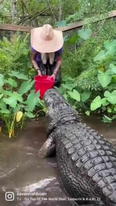 HMB while I feed this alligator.