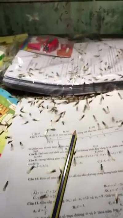 Bugs ate my homework