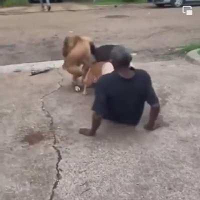 Man being attacked by two love puppies hits himself with his own weapon (Semi-SFW)