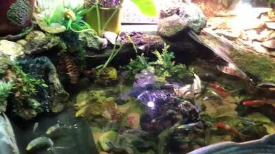 Loving the basement pond right now. So hard to decide which ones to get rid of, and which ones to put in the outside pond.