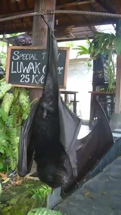 Human sized Bat