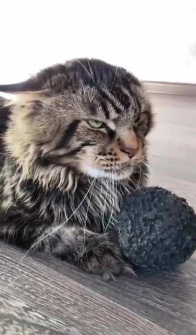 Go ahead... try and take the ball