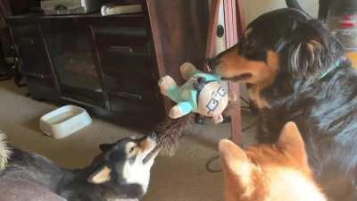 Shiba stubbornness vs a 45lb advantage in tug of war