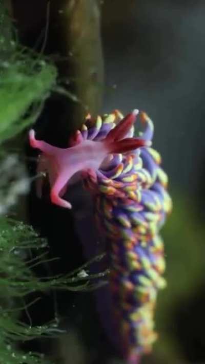 Filming a rare rainbow slug in the UK