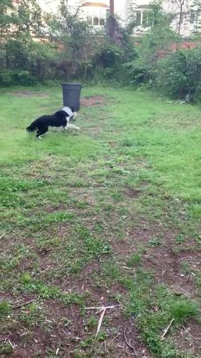 Anyone else’s Border Collie love defending from scoring inside a trashcan?