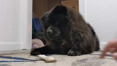 Suddenly upset at her favorite bone.