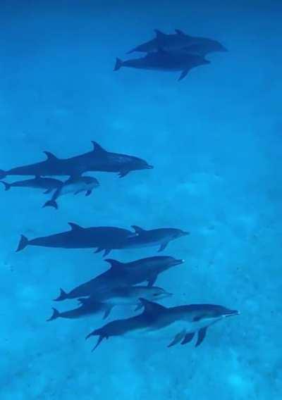 que chingon para cualquiera nadar con delfines, algún día se me hará 😍