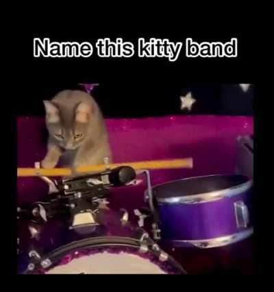 The sound of meowsic