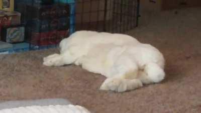 My rabbit almost rolled over while yawning & then went right back to dreaming