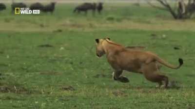 Lioness chasing a Warthog piglet