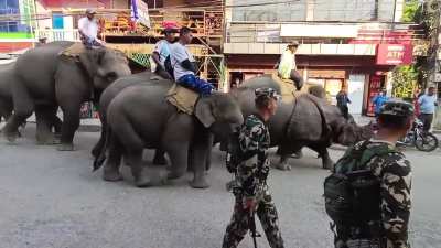 Escaped Rhino from Chitwan, Nepal being casual escorted back through the streets of Sauraha towards the National park.